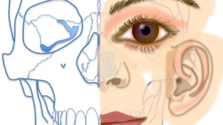 Illustration of the face. The left side shows the skeletal outline.