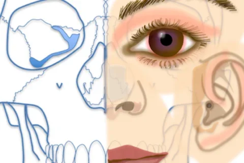 Illustration of the face. The left side shows the skeletal outline.